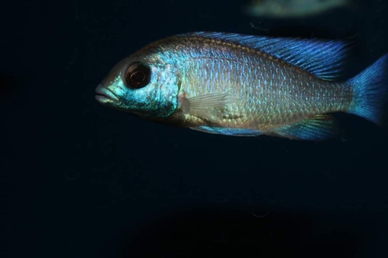 Placidochromis sp. 'phenochilus gissel'